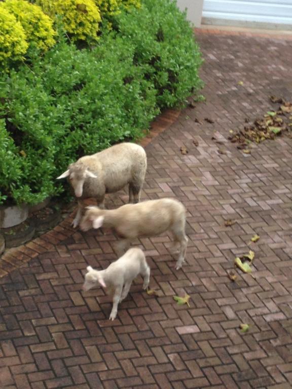 דירות סטיל ביי Waterryk Eco Guest Farm מראה חיצוני תמונה